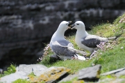 Fulmar boréal -  Marie-Hélène Gaudibert